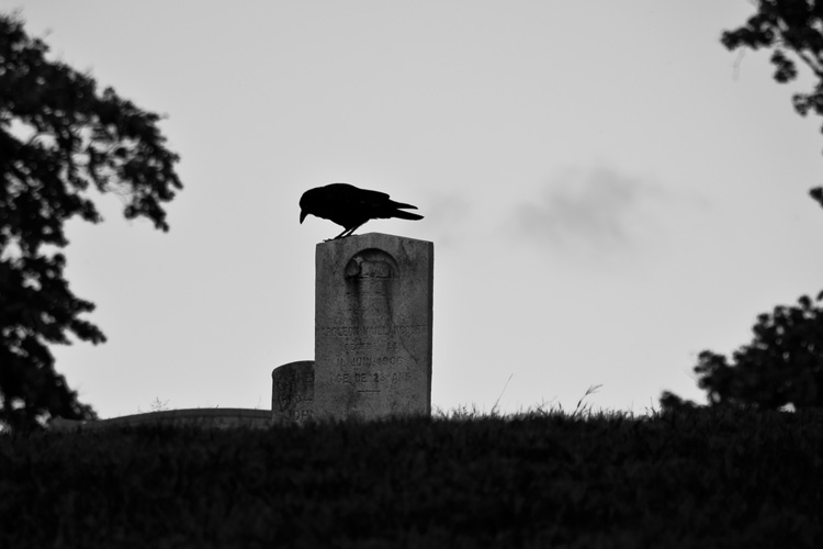 NEVERMORE
(Immaculate Conception Cemetery - Lawrence, MA - 10/16/2010)
