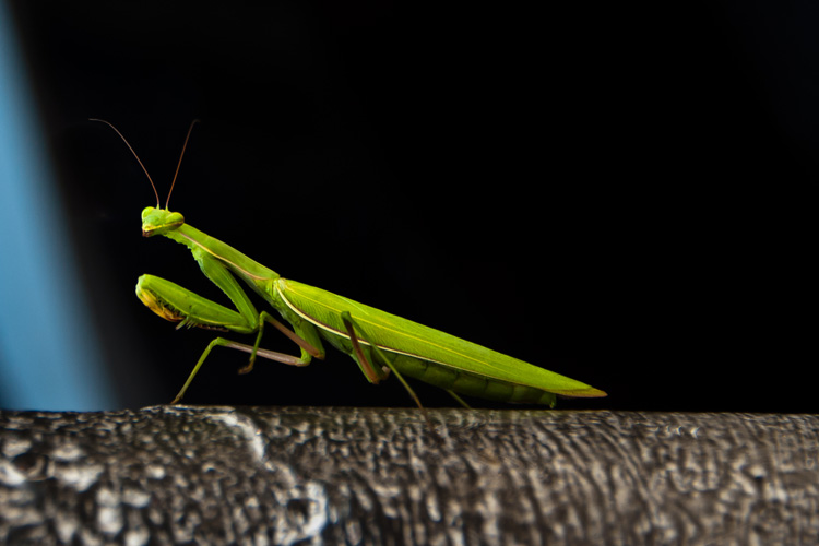 MANTIS
(Gas Station - (Unknown), NH - 08/19/2011)