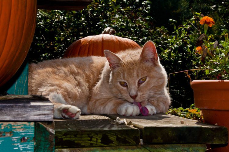 LICKY
(Cider Hill Farm - Epping, NH - 09/30/2011)