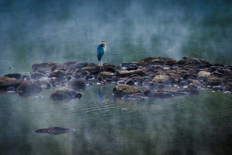 Blue Heron In The Mist