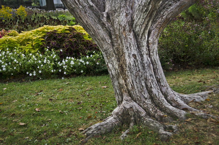 OLD TREE
(Prescott Park - Portsmouth, NH - 09/28/2020)